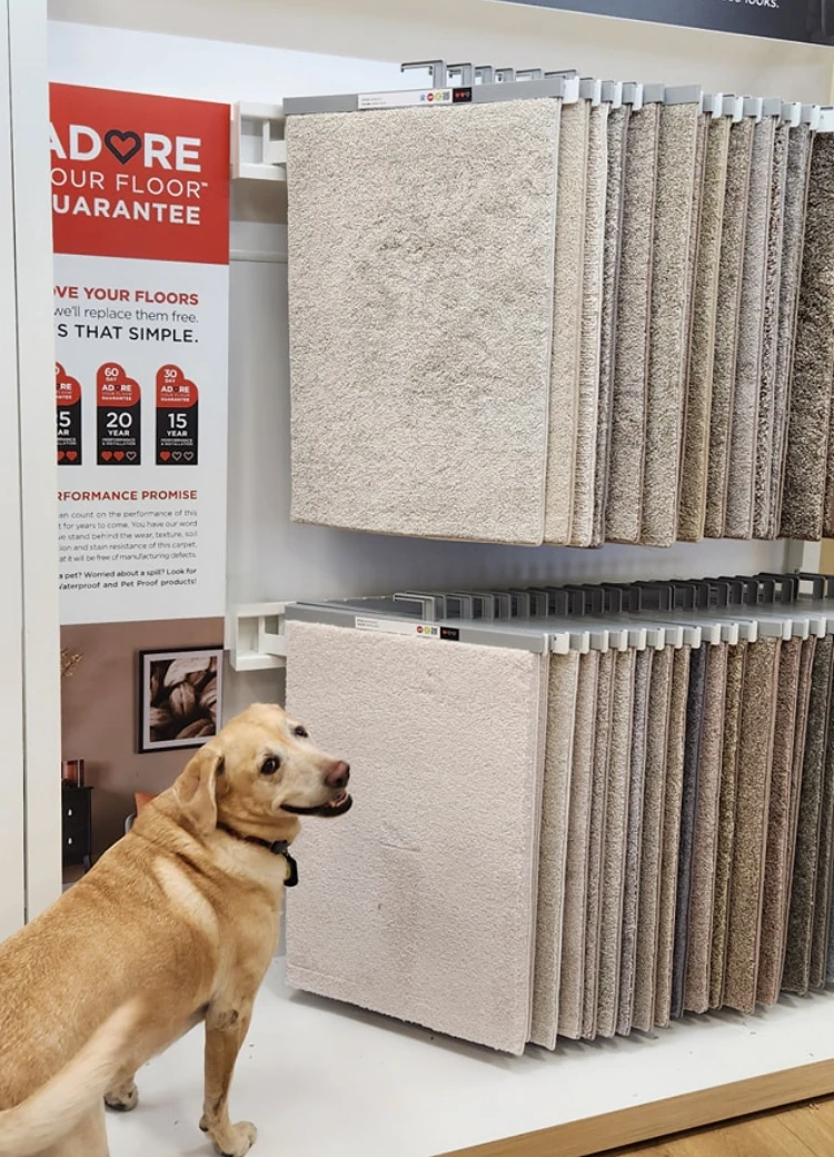 Zoey the Yellow Lab at Halpin's Flooring America Showroom in Gonzales, LA